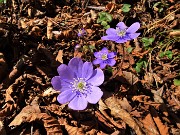 27 Hepatica nobilis (Erba trinita) sul sent.597